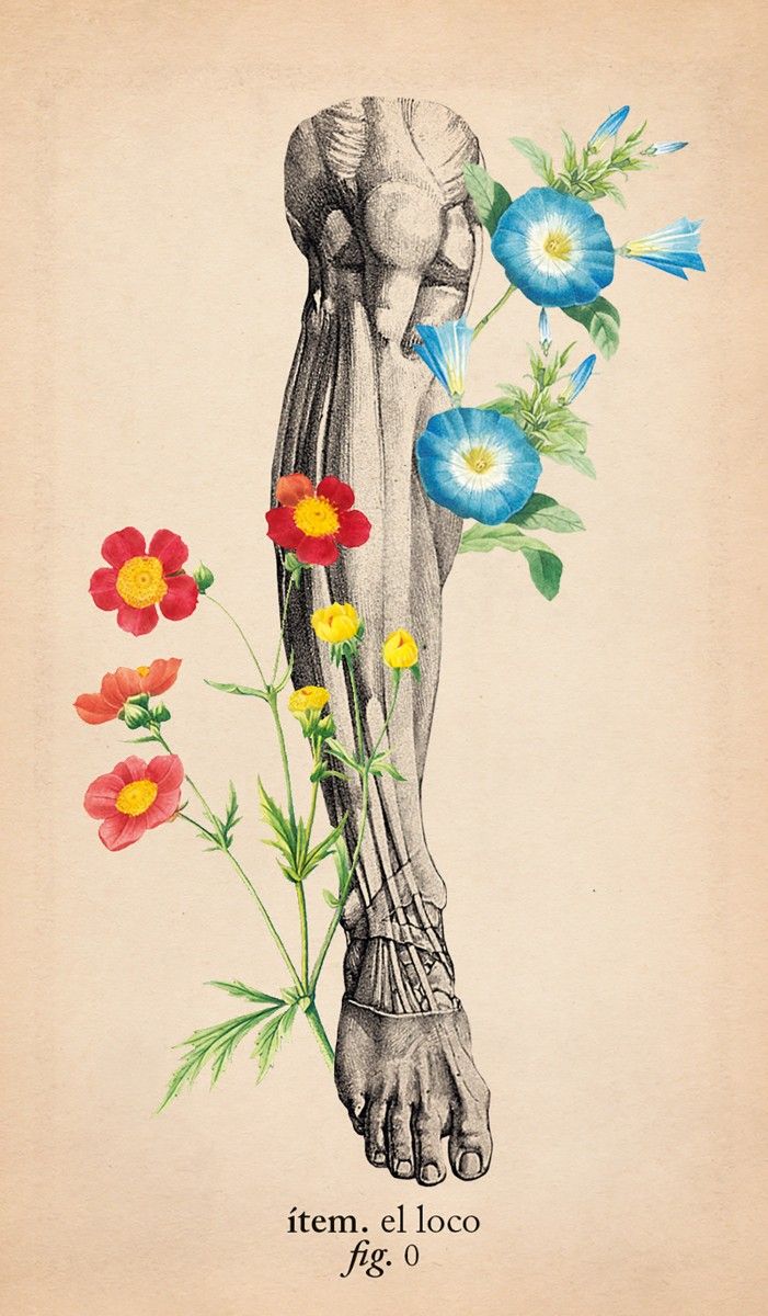 Tarot de anatomía y botánica antiguas