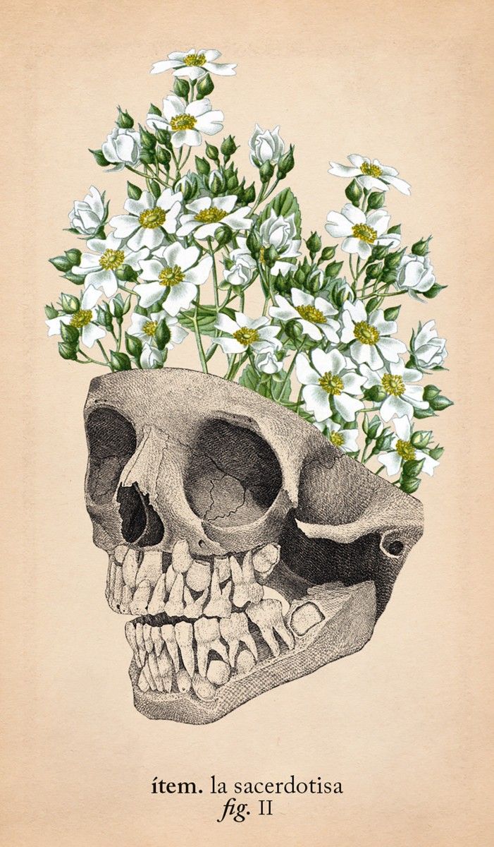 Tarot de anatomía y botánica antiguas