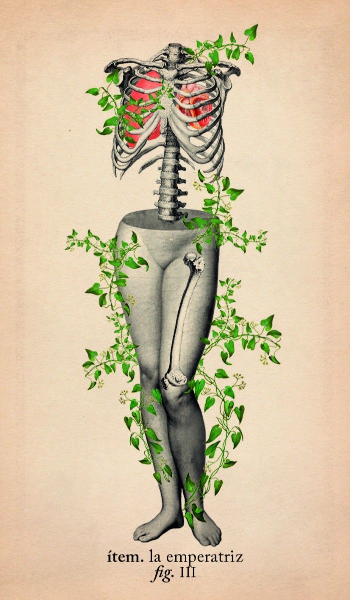 Tarot de anatomía y botánica antiguas